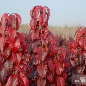 红叶樱花50万