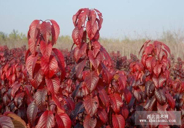 紅葉櫻花，金葉榆