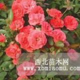 豐花月季，薔薇月季，五彩月季等各種月季