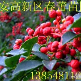 花椒苗 大紅袍花椒苗 山東花椒苗 花椒苗價格 花椒樹苗