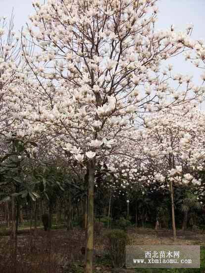 移植白玉兰