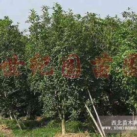 苗圃桂花价格，桂花树价格，桂花球价格