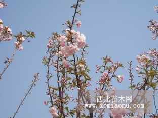 樱花价格，江苏樱花价格，樱花苗价格