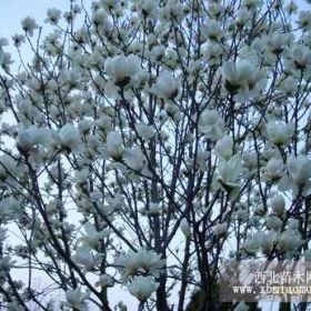 日本樱花，日本樱花价格