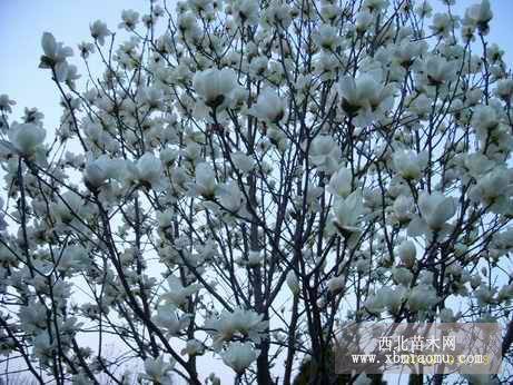 日本樱花