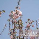 樱花价格，樱花苗木价格，日本樱花价格