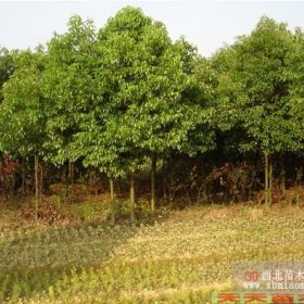 移植香樟树价格，全冠香樟树价格