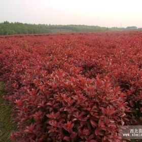 红叶石楠价格，红叶石楠苗价格，红叶石楠的价格