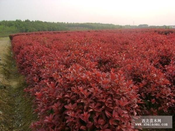 红叶石楠树