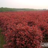 紅葉石楠基地，紅葉石楠價格，紅葉石楠樹價格