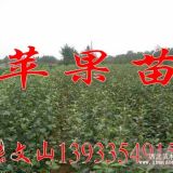 河北昌黎大量提供1-5年生優(yōu)質(zhì)蘋果樹，富士，昌紅，寒富，嘎啦