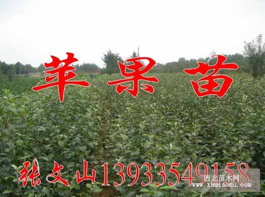 5年生蘋(píng)果樹(shù)，河北蘋(píng)果樹(shù)，昌黎蘋(píng)