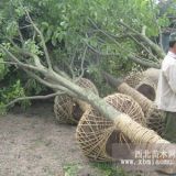 苗圃杜仲價格，杜仲苗木價格，南京杜仲價格