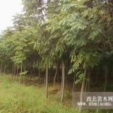 当年栾树小苗价格，苗圃栾树小苗价格