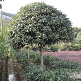 湖南桂花樹那里好,就來道渡苗圃購好苗