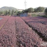 苗農(nóng)特價(jià)大出血處理紅花繼木100萬(wàn)棵,2毛一株,秒殺開(kāi)始..