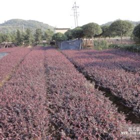 苗農(nóng)特價(jià)大出血處理紅花繼木100萬棵,2毛一株,秒殺開始..