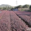 苗農(nóng)特價大出血處理紅花繼木100萬棵,2毛一株,秒殺開始..