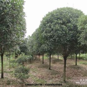 成都溫江苗圃基地—農(nóng)戶直銷