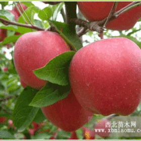 苹果树苗、苹果苗价格、苹果苗、山东苹果苗