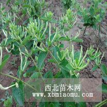 封丘金银花种植基地 河南金银花价格 西于金银花合作社