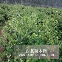 河南金银花苗种植 优质封丘金银花苗 西于金银花合作社