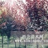 二公分紅葉李價(jià)格，三公分紅葉李價(jià)格，四公分紅葉李價(jià)格