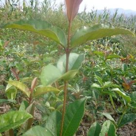 桂花小苗價(jià)格報(bào)價(jià) 湖北桂花小苗 湖北桂花小苗供應(yīng)