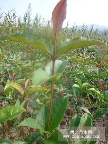 桂花小苗價(jià)格報(bào)價(jià) 湖北桂花小苗