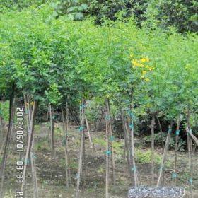 出售黄花槐苗木 成都黄花槐 四川黄花槐苗木价格