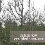 南京白玉蘭采購基地 白玉蘭供應(yīng)商報價 白玉蘭價格