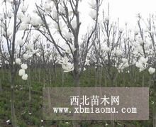 南京白玉兰采购基地 白玉兰供应商报价 白玉兰价格