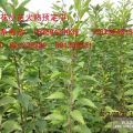 供應櫻花小苗/1.5米高桿櫻花苗/日本櫻花