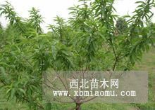 处理一批毛桃树，杏树，刺槐，构树，梨树