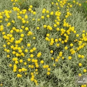 银香菊