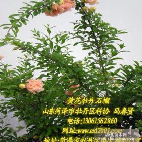 黄花石榴