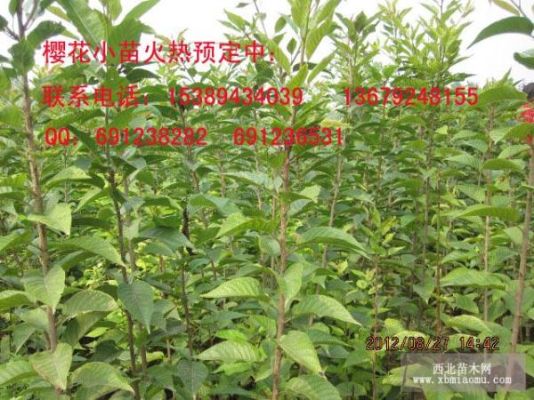 樱花苗/1.5米高樱花小苗