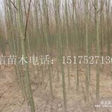 柳樹的發(fā)源地-哪里是柳樹種植多？速生垂柳是哪里研發(fā)的？