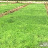 裸根油松苗 裸根油松苗  裸根油松苗 裸根油松苗 裸根油松苗