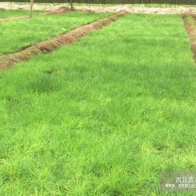 裸根油松苗 裸根油松苗  裸根油松苗 裸根油松苗 裸根油松苗