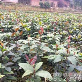 重慶桂花苗培育中心，桂花小樹苗苗種植技術(shù)。