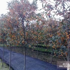 供应丹桂 精品单杆高分枝丹桂苗圃批发 湖南、湖北