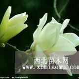 大量供應(yīng)欒樹、白臘、金葉榆、金葉槐、香花槐