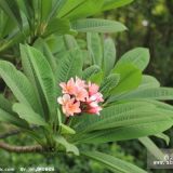 雞蛋花價格 廣東雞蛋花 雞蛋花苗圃 求購雞蛋花