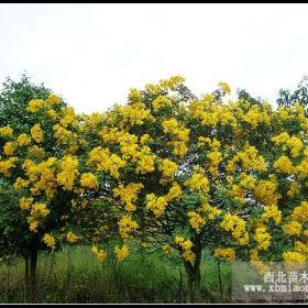 黄花槐价格 黄花槐苗圃 供应黄花槐 黄花槐供应 漳州黄花槐