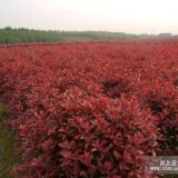 江蘇紅葉石楠價格，浙江紅葉石楠價格，陜西紅葉石楠價格