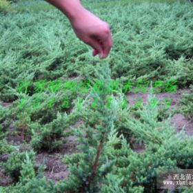 江苏沭阳爬地柏，江苏爬地柏价格，江苏爬地柏产地