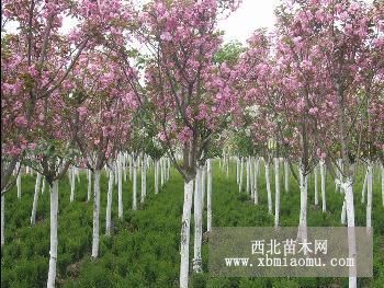 南京苗圃批发樱花树苗，樱花小苗，樱花树直销价格