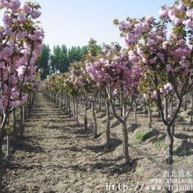 汤泉苗圃供应3公分4公分5公分6公分8公分樱花树价格现货