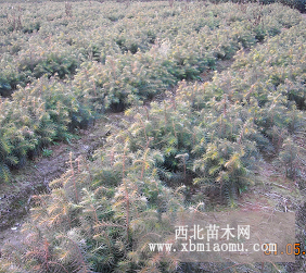 江西杉木|江西杉木基地|杉木種植技術